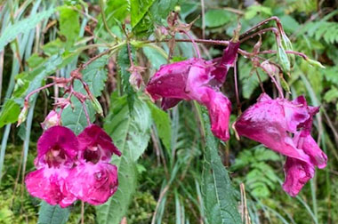 Impatiens glanduifera